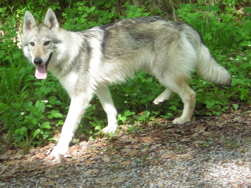 Wolfdog | News