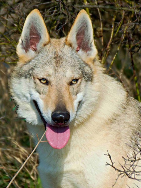 Wolfdog Neuigkeiten