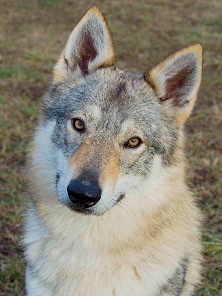 Wolfdog Neuigkeiten